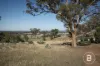 6 Mason Drive, Moliagul, Vic 3472-Image