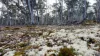 6 Pauciflora Drive, London Lakes, Tas 7140-Image