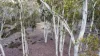 6 Pauciflora Drive, London Lakes, Tas 7140-Image
