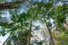 61 Zillman Road, Ocean View, Qld 4521-Image