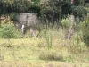 62 Government Road, Wyee Point, NSW 2259-Image