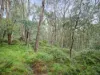 62 Shane Lane, Tolmie, Vic 3723-Image