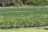 64 Curdievale Road, Timboon, Vic 3268-Image