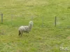 64 Darraweit Valley Road, Darraweit Guim, Vic 3756-Image