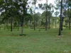66 Embrey Road, Nanango, Qld 4615-Image