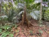 7 Bicton Close, Bingil Bay, Qld 4852-Image