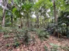 7 Bicton Close, Bingil Bay, Qld 4852-Image