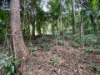 7 Bicton Close, Bingil Bay, Qld 4852-Image