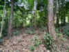 7 Bicton Close, Bingil Bay, Qld 4852-Image