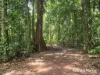 7 Fig Tree Road, Cow Bay, Qld 4873-Image