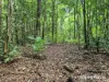 7 Fig Tree Road, Cow Bay, Qld 4873-Image