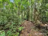 7 Fig Tree Road, Cow Bay, Qld 4873-Image