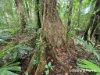 7 Fig Tree Road, Cow Bay, Qld 4873-Image