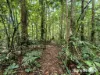7 Fig Tree Road, Cow Bay, Qld 4873-Image