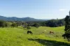 7 Rosemont Court, Mount Samson, Qld 4520-Image