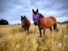 722B Tannery Road, Snake Valley, Vic 3351-Image