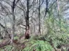 73 Hacking Ridge Road, Russell Island, Qld 4184-Image