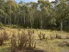 7485 Esk Main Rd, St Marys, Tas 7215-Image