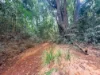 757 Gorge Road, Taunton, Qld 4674-Image