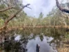 757 Gorge Road, Taunton, Qld 4674-Image