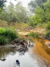 757 Gorge Road, Taunton, Qld 4674-Image