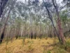 757 Gorge Road, Taunton, Qld 4674-Image