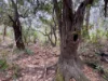 757 Gorge Road, Taunton, Qld 4674-Image