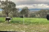 76 Ray Carter Drive, Quirindi, NSW 2343-Image