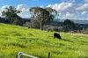 76 Ray Carter Drive, Quirindi, NSW 2343-Image