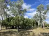 80 Coolibah Way, Dalby, Qld 4405-Image