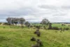 81 Old Orange Road, Manildra, NSW 2865-Image