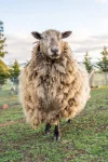 8385 Midland Highway, Tunbridge, Tas 7120-Image