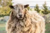 8385 Midland Highway, Tunbridge, Tas 7120-Image