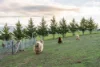 8385 Midland Highway, Tunbridge, Tas 7120-Image