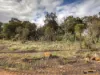 9 Corymbia Way, Walliston, WA 6076-Image