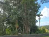 9 Evergreen View, Bilambil Heights, NSW 2486-Image
