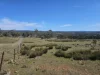 9 Tarleton Street, Swansea, Tas 7190-Image