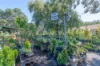 9 Victoria Crescent, Mount Barker, SA 5251-Image