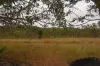 90 Woodleigh Road, Millstream, Qld 4888-Image