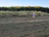 91 Farm, Kawana, Qld 4701-Image