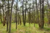 935 Buttermans Track, Christmas Hills, Vic 3775-Image