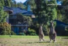 96 Casuarina Drive, Pokolbin, NSW 2320-Image