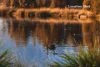 96 Casuarina Drive, Pokolbin, NSW 2320-Image