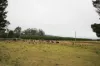 964 Grand Ridge Road, Blackwarry, Vic 3844-Image