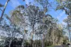 98 Riverside Drive, Karuah, NSW 2324-Image