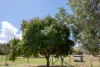 Address available on request, Sarina, Qld 4737-Image