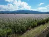Broderick Road, Midgenoo, Qld 4854-Image