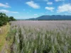 Broderick Road, Midgenoo, Qld 4854-Image