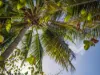Coulthard Close, Newell, Qld 4873-Image