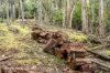 End of Waggs Gully Rd, Ranelagh, Tas 7109-Image